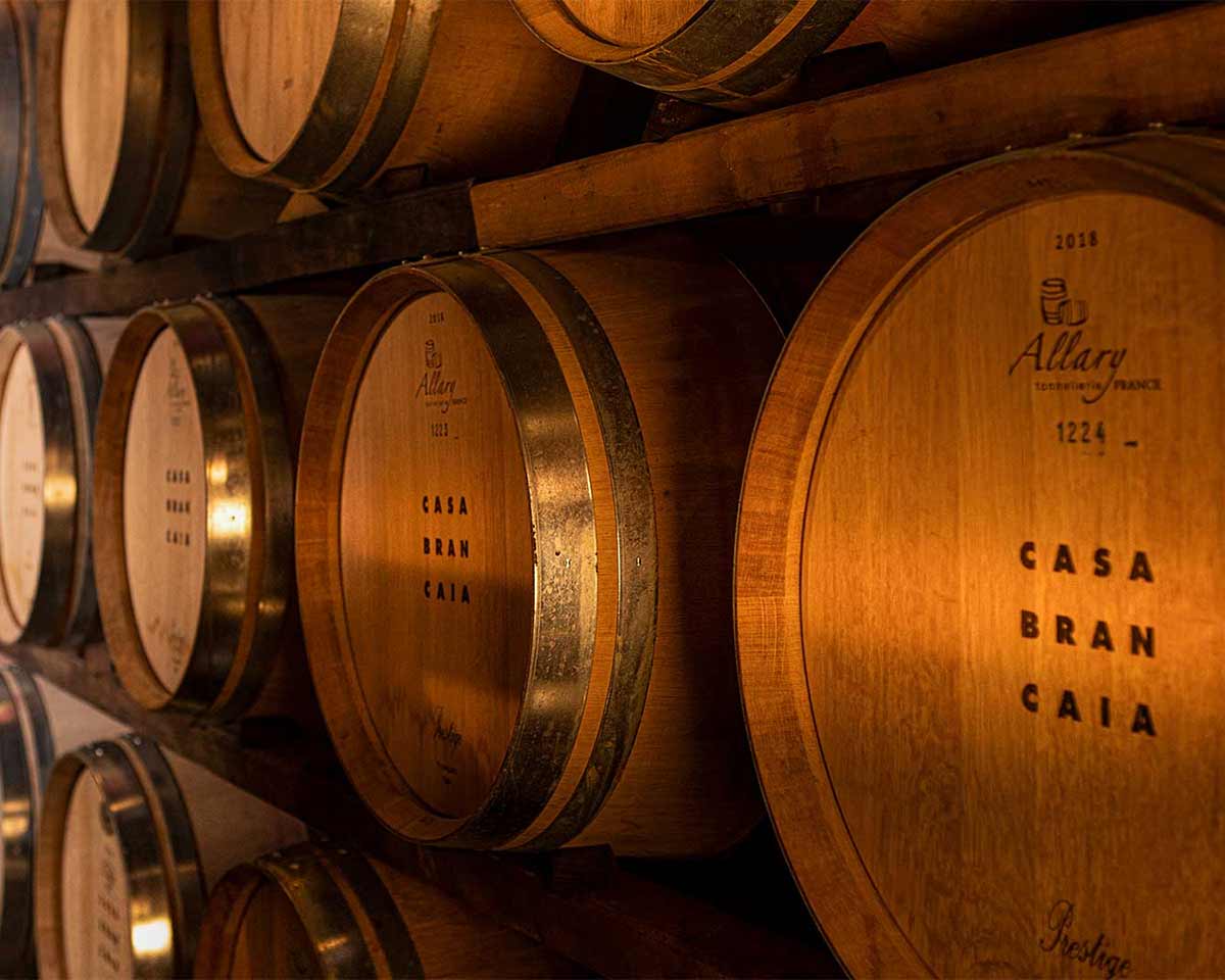 Brancaia wine cellar