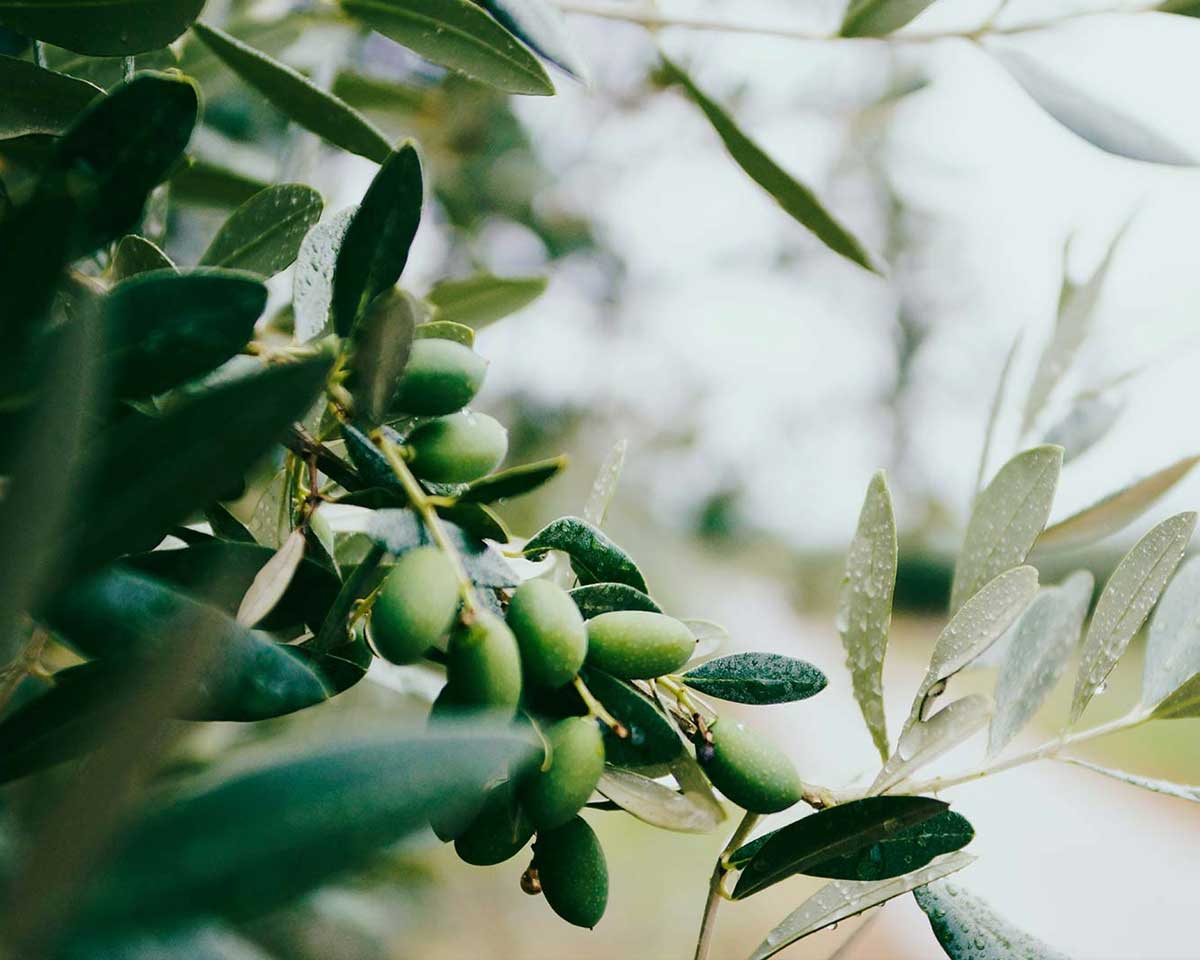 Olive sul ramo